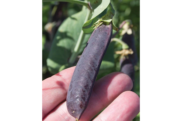 West Coast Seeds - Purple Mist Organic Peas (15g) - Bright Purple, Multi-Purpose