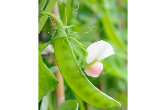 West Coast Seeds - Sugar Lace II Peas (25g) - Sweet, Stringless, High-Yield