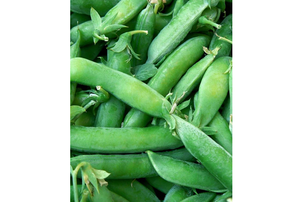 West Coast Seeds - Super Sugar Snap Peas (25g) - Sweet, Crunchy, Vigorous