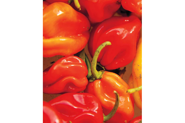 West Coast Seeds - Habanero Peppers (0.25g) - Fiery Hot, Tropical Flavor