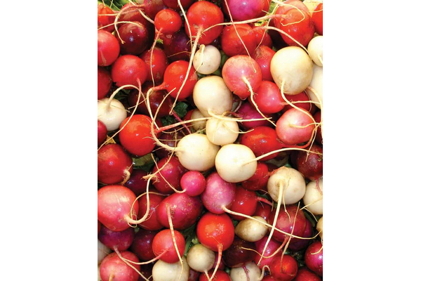 West Coast Seeds - Radishes - Easter Egg (4g) - Colorful, Crisp, and Flavourful