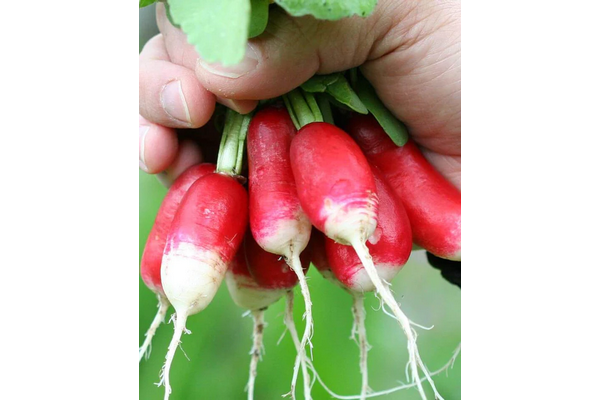 Load image into Gallery viewer, West Coast Seeds - French Breakfast Radish Seeds (5g) - Heirloom Delight
