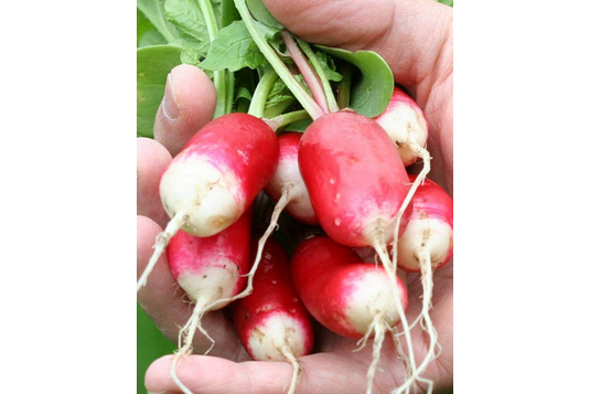 West Coast Seeds - French Breakfast Radish Seeds (5g) - Heirloom Delight