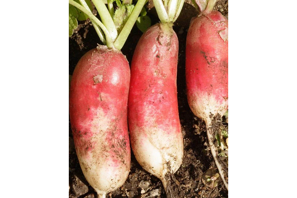 Load image into Gallery viewer, West Coast Seeds - French Breakfast Radish Seeds (5g) - Heirloom Delight
