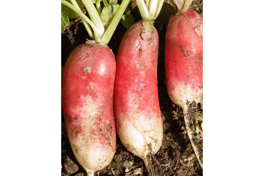 West Coast Seeds - French Breakfast Radish Seeds (5g) - Heirloom Delight