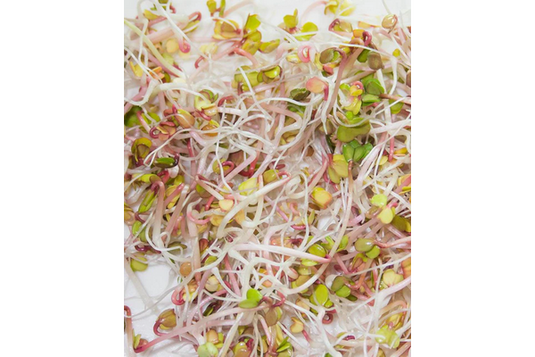 West Coast Seeds - Organic Red Radish Microgreens - Nutrient-Packed & Colorful (200g)