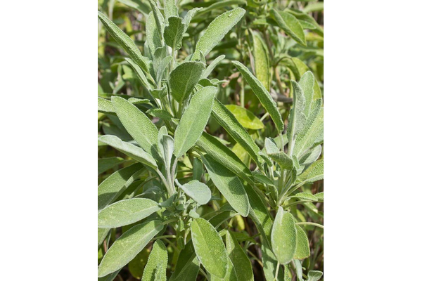 Load image into Gallery viewer, West Coast Seeds - Sage Certified Organic Seeds (1g) - Aromatic Culinary Herb
