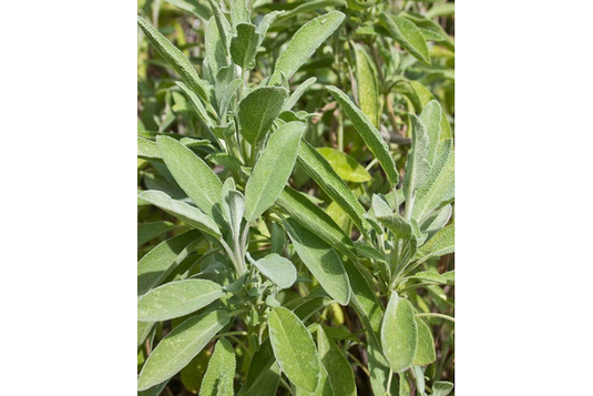 West Coast Seeds - Sage Certified Organic Seeds (1g) - Aromatic Culinary Herb