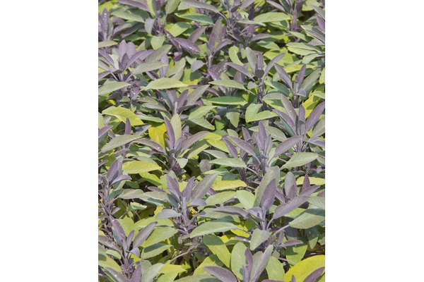 Load image into Gallery viewer, West Coast Seeds - Sage Certified Organic Seeds (1g) - Aromatic Culinary Herb
