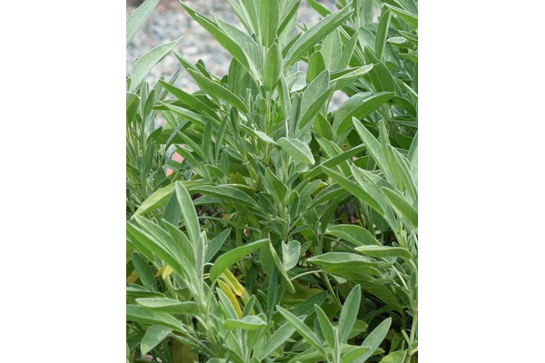 West Coast Seeds - Sage Certified Organic Seeds (1g) - Aromatic Culinary Herb