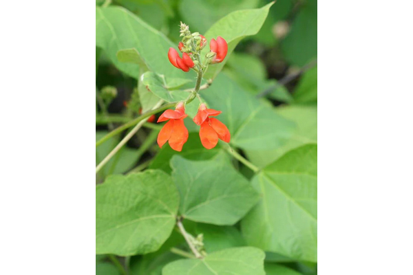 West Coast Seeds - Scarlet Emperor Beans - Vibrant Runner Beans for Trellises and Balconies