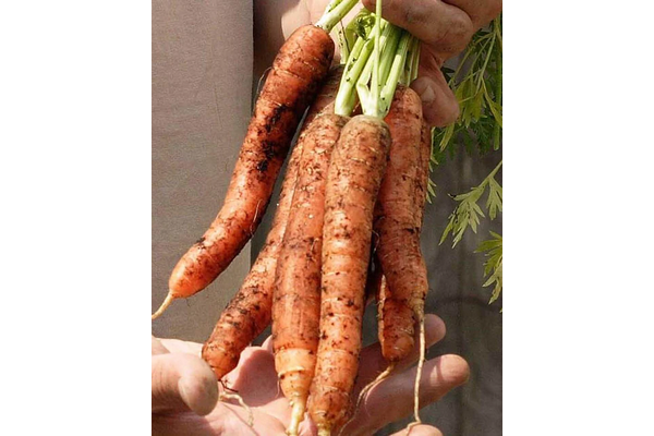 Load image into Gallery viewer, West Coast Seeds - Scarlet Nantes Carrots - Heirloom Variety for Juicing &amp; Storage (0.75g)
