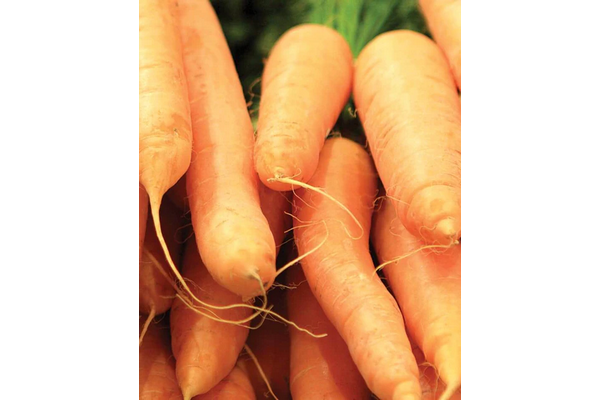 Load image into Gallery viewer, West Coast Seeds - Scarlet Nantes Carrots - Heirloom Variety for Juicing &amp; Storage (0.75g)
