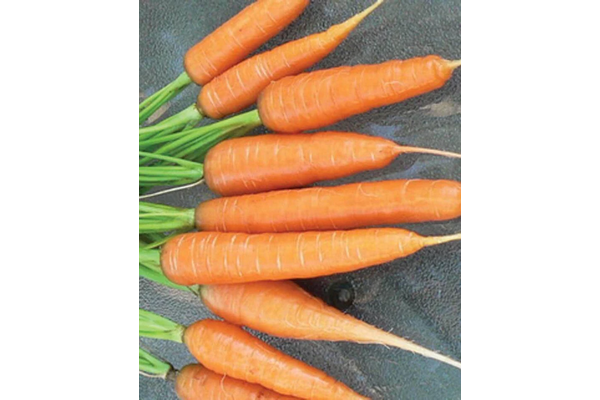 Load image into Gallery viewer, West Coast Seeds - Scarlet Nantes Carrots - Heirloom Variety for Juicing &amp; Storage (0.75g)
