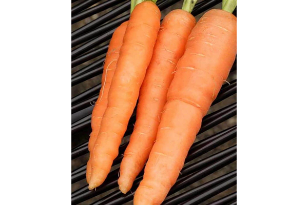 West Coast Seeds - Scarlet Nantes Carrots - Heirloom Variety for Juicing & Storage (0.75g)