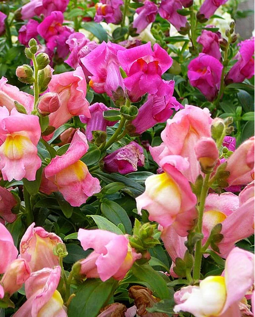 West Coast Seeds - Snapdragon Rainbow Mix - Vibrant & Long-Lasting Blooms (0.25g)