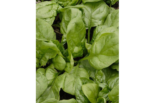 West Coast Seeds - Olympia Spinach - Fast-Growing & Disease-Resistant (5g)