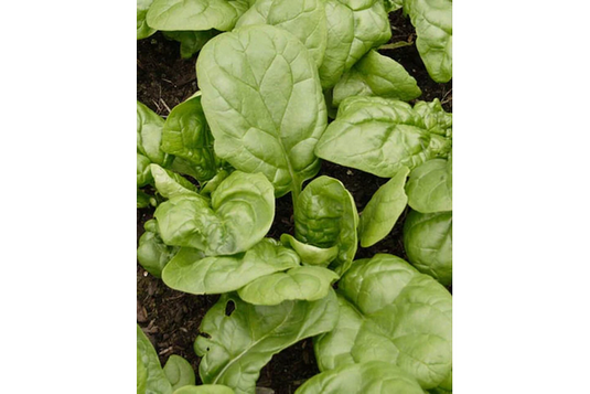 West Coast Seeds - Olympia Spinach - Fast-Growing & Disease-Resistant (5g)