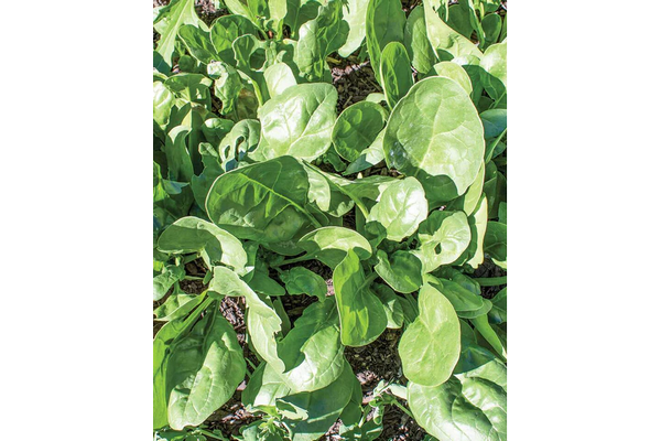 Load image into Gallery viewer, West Coast Seeds - Yukon Spinach - Fast-Growing &amp; Flavorful Hybrid (100 Seeds)
