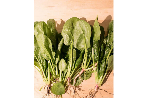 Load image into Gallery viewer, West Coast Seeds - Yukon Spinach - Fast-Growing &amp; Flavorful Hybrid (100 Seeds)
