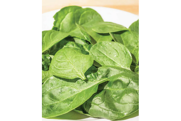 West Coast Seeds - Yukon Spinach - Fast-Growing & Flavorful Hybrid (100 Seeds)