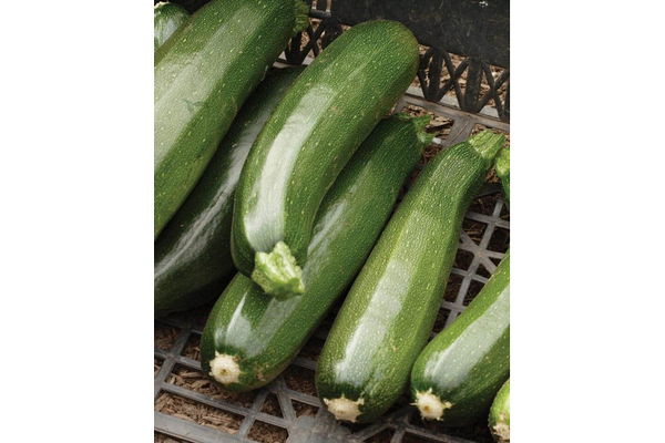 West Coast Seeds - Black Beauty Squash - Heirloom Zucchini (2g)