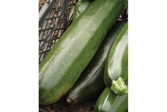 West Coast Seeds - Black Beauty Squash - Heirloom Zucchini (2g)