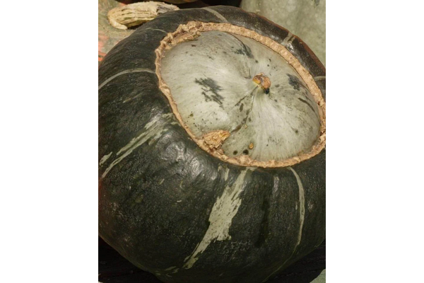 Load image into Gallery viewer, West Coast Seeds - Burgess Buttercup Squash - Sweet &amp; Heirloom Variety (2g)
