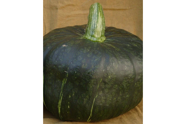 Load image into Gallery viewer, West Coast Seeds - Burgess Buttercup Squash - Sweet &amp; Heirloom Variety (2g)
