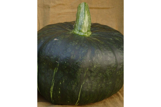 West Coast Seeds - Burgess Buttercup Squash - Sweet & Heirloom Variety (2g)