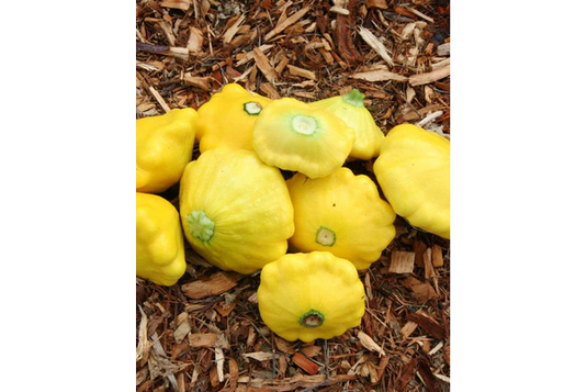 West Coast Seeds - Sunburst Squash - Vibrant & Tender Pattypans (2g)