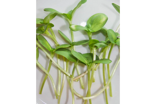 West Coast Seeds - Organic Sunflower Microgreens - Protein-Rich & Fast Growing (100g)