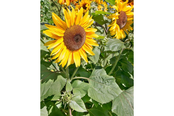 Load image into Gallery viewer, West Coast Seeds - Peredovik Organic Sunflowers - Heirloom &amp; Pollinator Friendly (5g)
