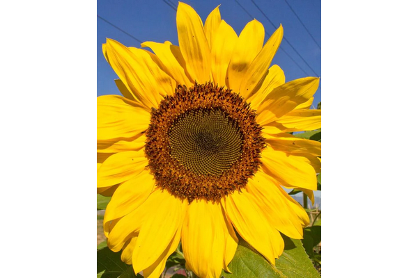 Load image into Gallery viewer, West Coast Seeds - Peredovik Organic Sunflowers - Heirloom &amp; Pollinator Friendly (5g)
