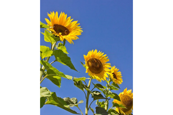 Load image into Gallery viewer, West Coast Seeds - Peredovik Organic Sunflowers - Heirloom &amp; Pollinator Friendly (5g)
