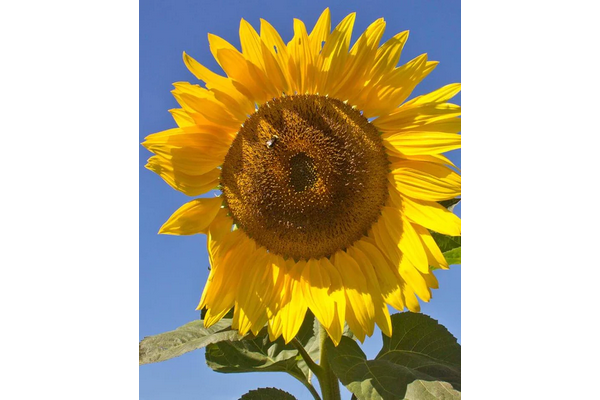 Load image into Gallery viewer, West Coast Seeds - Peredovik Organic Sunflowers - Heirloom &amp; Pollinator Friendly (5g)
