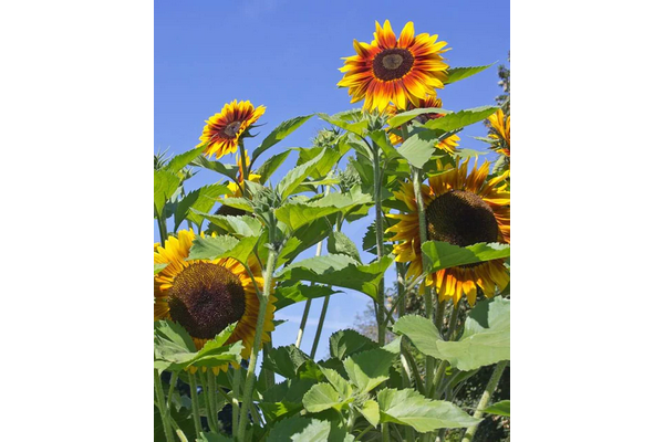 Load image into Gallery viewer, West Coast Seeds - Solar Power Sunflowers - Vibrant Bi-Colored Blooms (1g)
