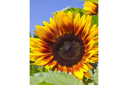 West Coast Seeds - Solar Power Sunflowers - Vibrant Bi-Colored Blooms (1g)