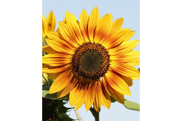 West Coast Seeds - Solar Power Sunflowers - Vibrant Bi-Colored Blooms (1g)