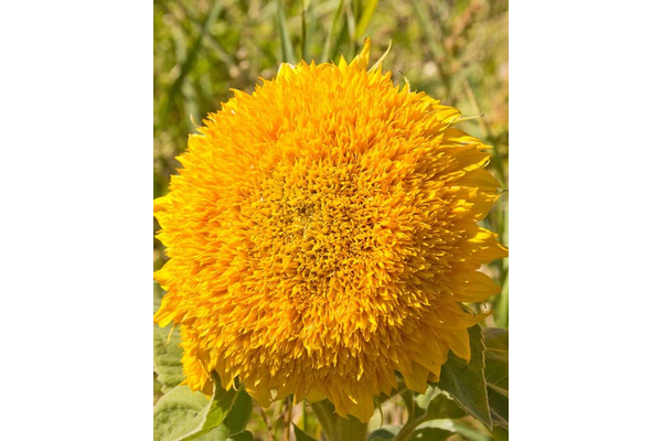 Load image into Gallery viewer, West Coast Seeds - Teddy Bear Sunflowers - Fluffy &amp; Edible Blooms (1g)
