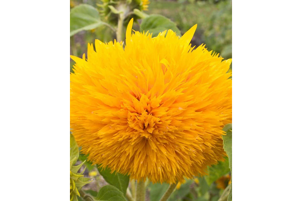 Load image into Gallery viewer, West Coast Seeds - Teddy Bear Sunflowers - Fluffy &amp; Edible Blooms (1g)
