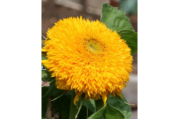 Load image into Gallery viewer, West Coast Seeds - Teddy Bear Sunflowers - Fluffy &amp; Edible Blooms (1g)
