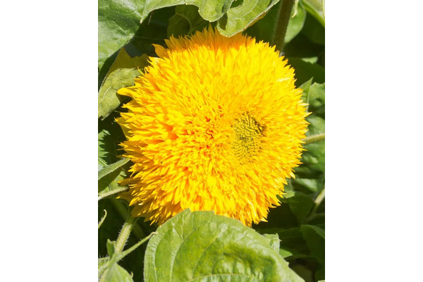 Load image into Gallery viewer, West Coast Seeds - Teddy Bear Sunflowers - Fluffy &amp; Edible Blooms (1g)
