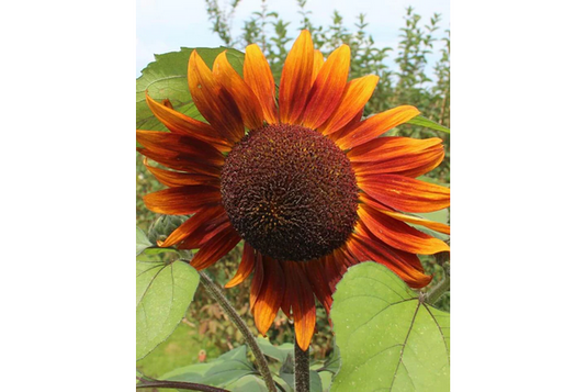 West Coast Seeds - Velvet Queen Sunflowers - Striking Copper Red Blooms (2g)