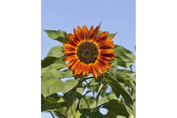 Load image into Gallery viewer, West Coast Seeds - Velvet Queen Sunflowers - Striking Copper Red Blooms (2g)
