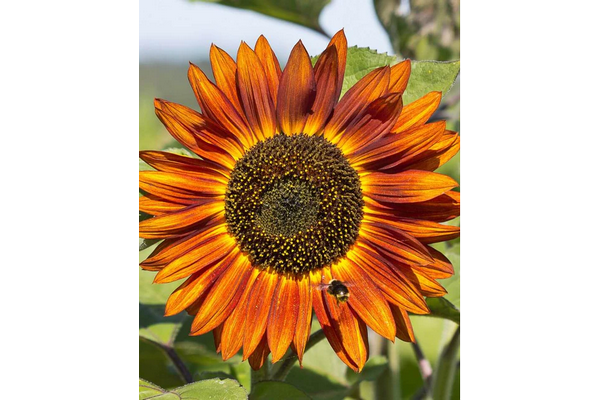 Load image into Gallery viewer, West Coast Seeds - Velvet Queen Sunflowers - Striking Copper Red Blooms (2g)
