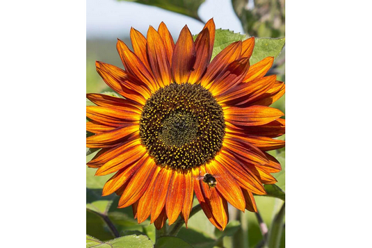 West Coast Seeds - Velvet Queen Sunflowers - Striking Copper Red Blooms (2g)