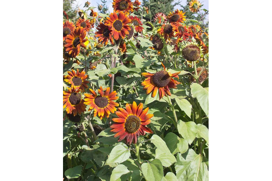 West Coast Seeds - Velvet Queen Sunflowers - Striking Copper Red Blooms (2g)