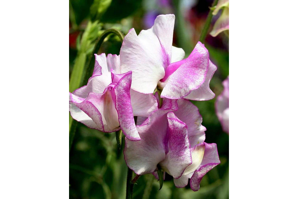 West Coast Seeds - Old Spice Blend Sweet Peas - Heirloom & Fragrant Climbers (5g)