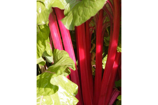 West Coast Seeds - Magenta Sunset Swiss Chard - Vibrant & Nutritious Greens (2g)